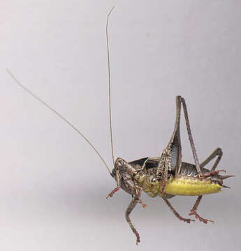 Image of dark bush-cricket