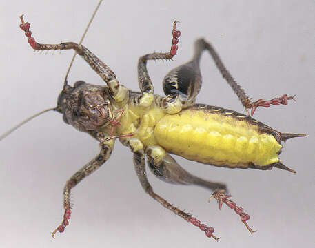 Image of dark bush-cricket