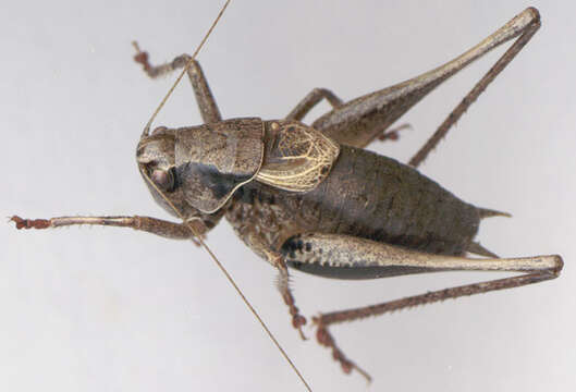 Image of dark bush-cricket