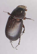 Image of Night-flying Dung Beetle
