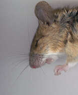 Image of Yellow-necked Field Mouse