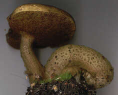 Image of Pseudoboletus parasiticus (Bull.) Šutara 1991