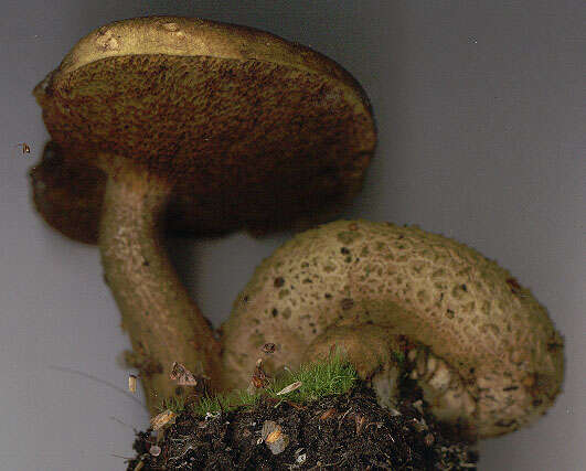 Image of Pseudoboletus parasiticus (Bull.) Šutara 1991