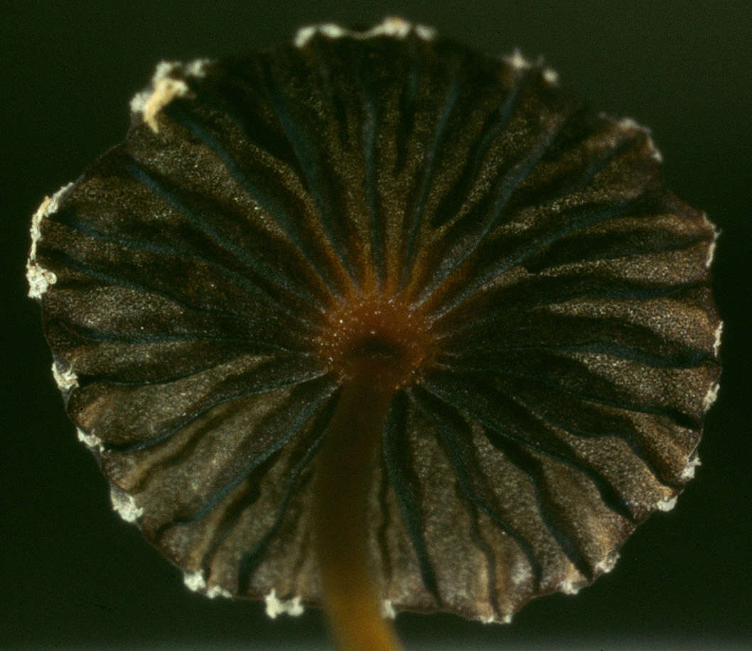 Image of Coprinopsis ephemeroides (DC.) G. Moreno 2010