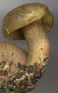 Image of Pseudoboletus parasiticus (Bull.) Šutara 1991