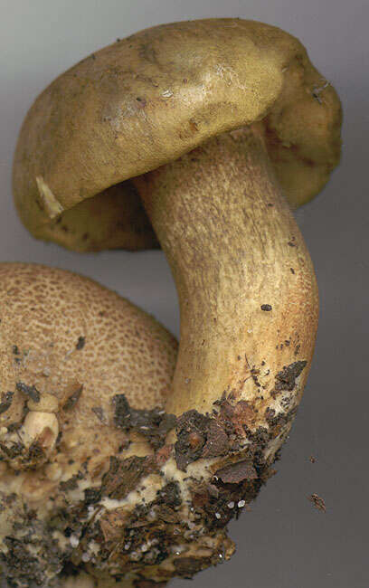 Image of Pseudoboletus parasiticus (Bull.) Šutara 1991