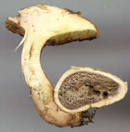 Image of Pseudoboletus parasiticus (Bull.) Šutara 1991