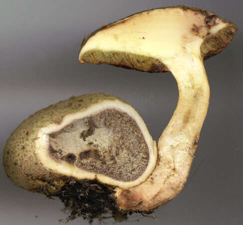 Image of Pseudoboletus parasiticus (Bull.) Šutara 1991