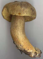 Image of Pseudoboletus parasiticus (Bull.) Šutara 1991