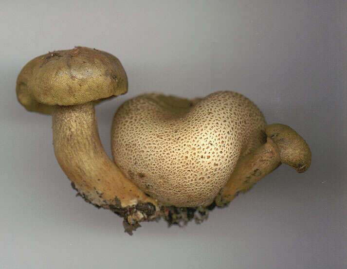 Image of Pseudoboletus parasiticus (Bull.) Šutara 1991