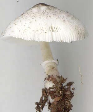 Image of Leucocoprinus brebissonii (Godey) Locq. 1943