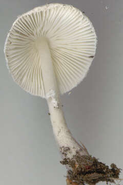 Image of Leucocoprinus brebissonii (Godey) Locq. 1943