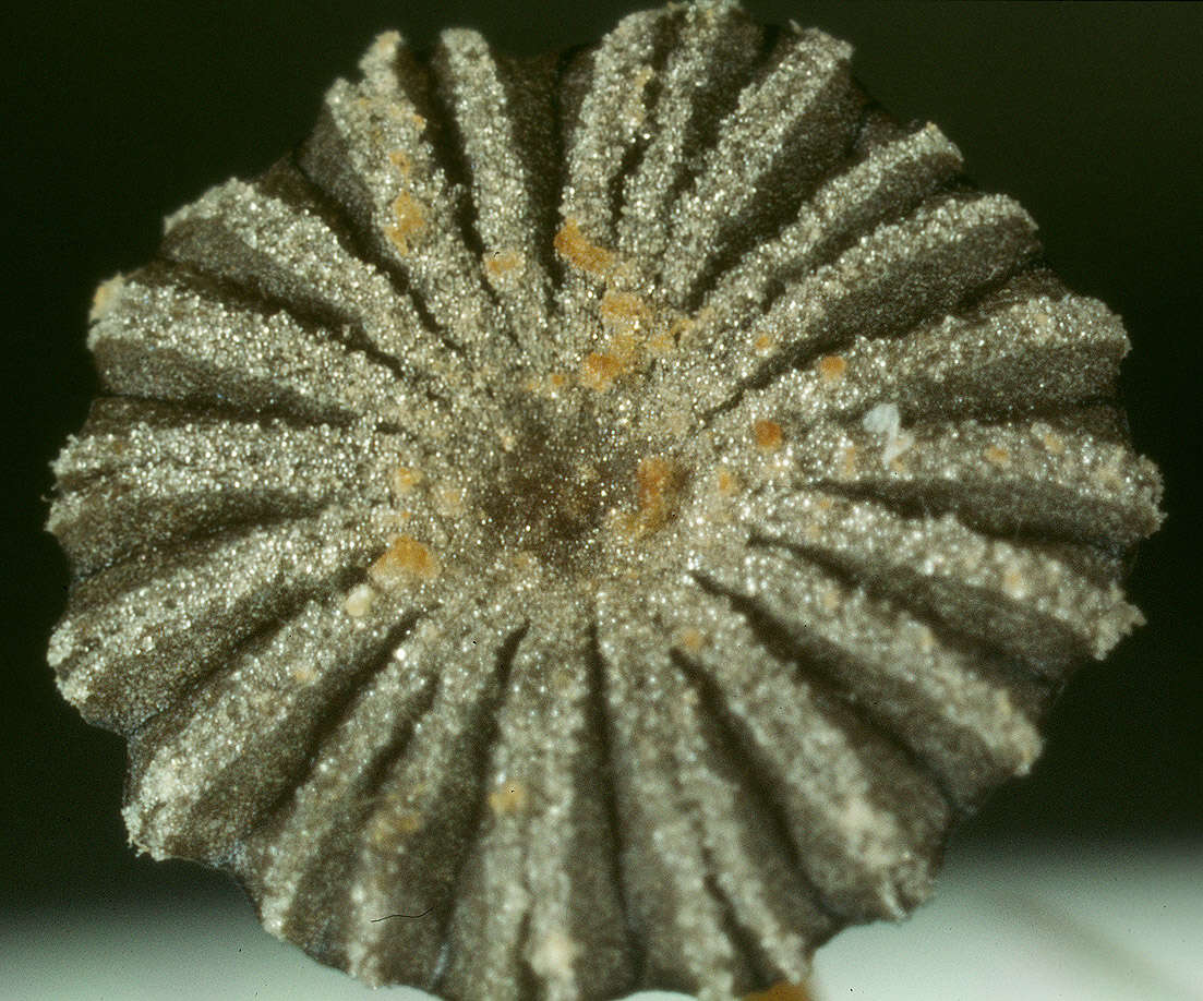 Слика од Coprinopsis ephemeroides (DC.) G. Moreno 2010