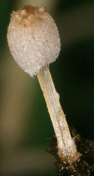 Слика од Coprinopsis ephemeroides (DC.) G. Moreno 2010