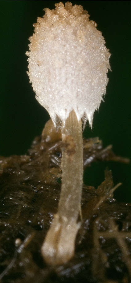 Image of Coprinopsis ephemeroides (DC.) G. Moreno 2010