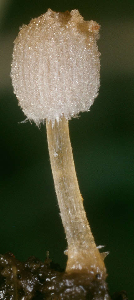 Image of Coprinopsis ephemeroides (DC.) G. Moreno 2010