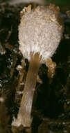 Image of Coprinopsis ephemeroides (DC.) G. Moreno 2010