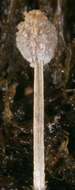 Image of Coprinopsis ephemeroides (DC.) G. Moreno 2010