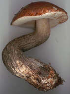 Image of Leccinum scabrum (Bull.) Gray 1821