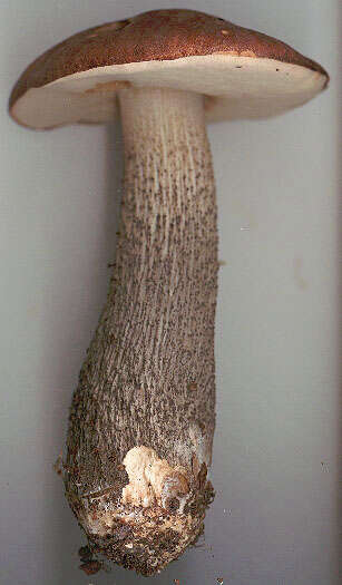 Image of Leccinum scabrum (Bull.) Gray 1821