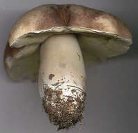 Image of Boletus