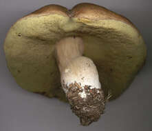 Image of Boletus