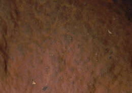 Image of Boletus