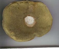 Image of Boletus