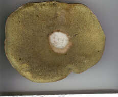 Image of Cep