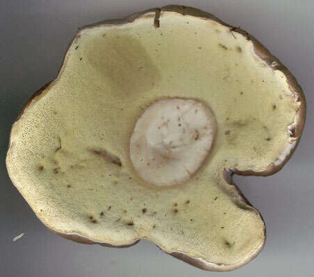 Image of Boletus