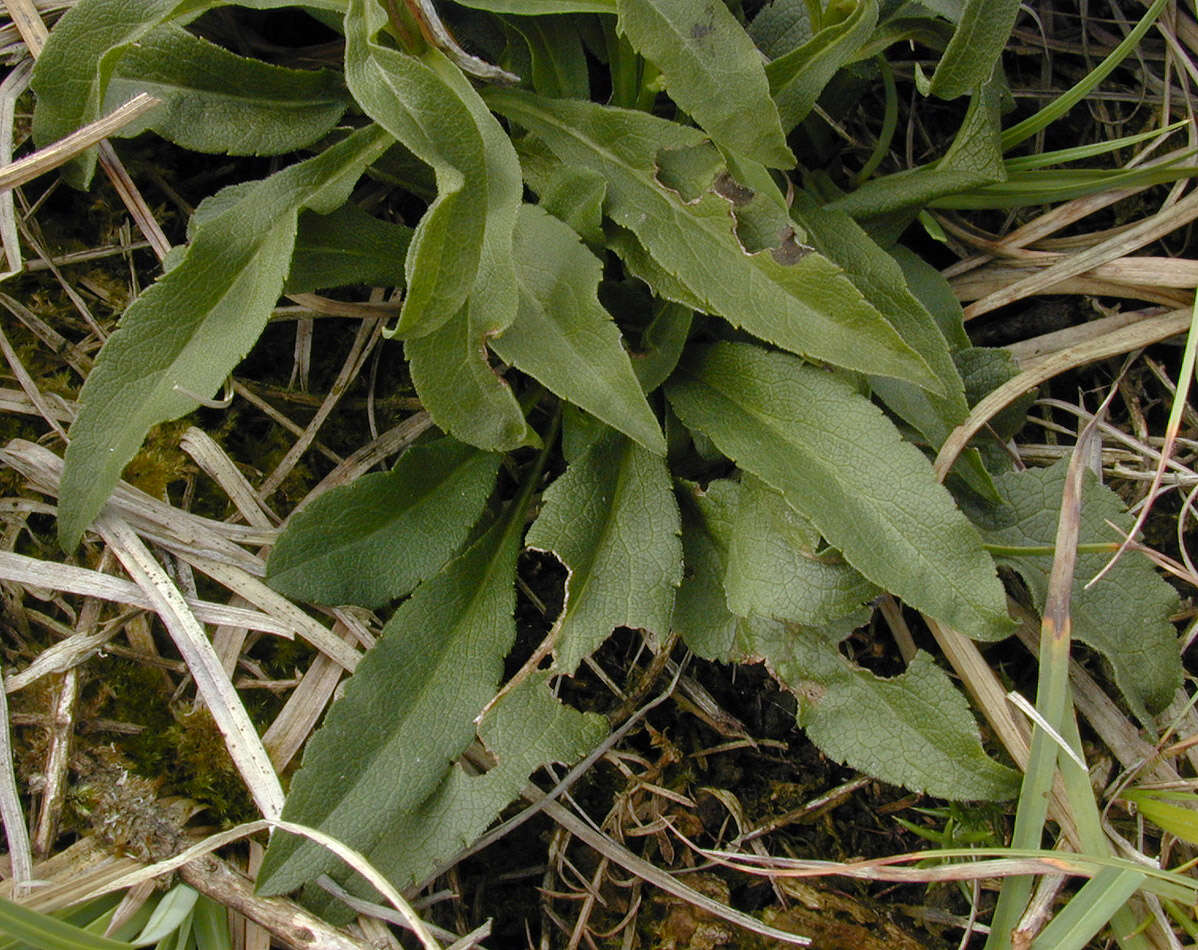 Image of goldenrod