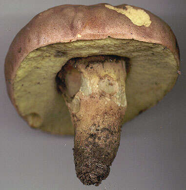 Image of butter bolete