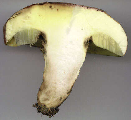 Image of butter bolete