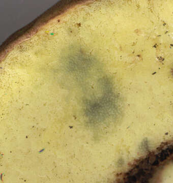 Image of butter bolete