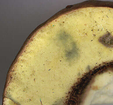 Image of butter bolete