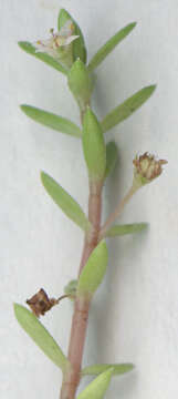 Image of new zealand pigmyweed