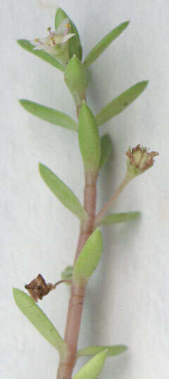 Слика од Crassula helmsii (Kirk) A. Berger