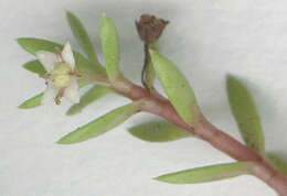 Image of new zealand pigmyweed