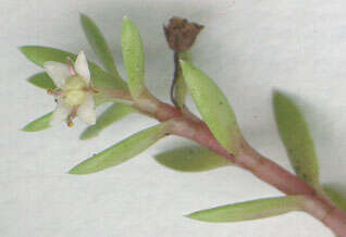 Image of new zealand pigmyweed