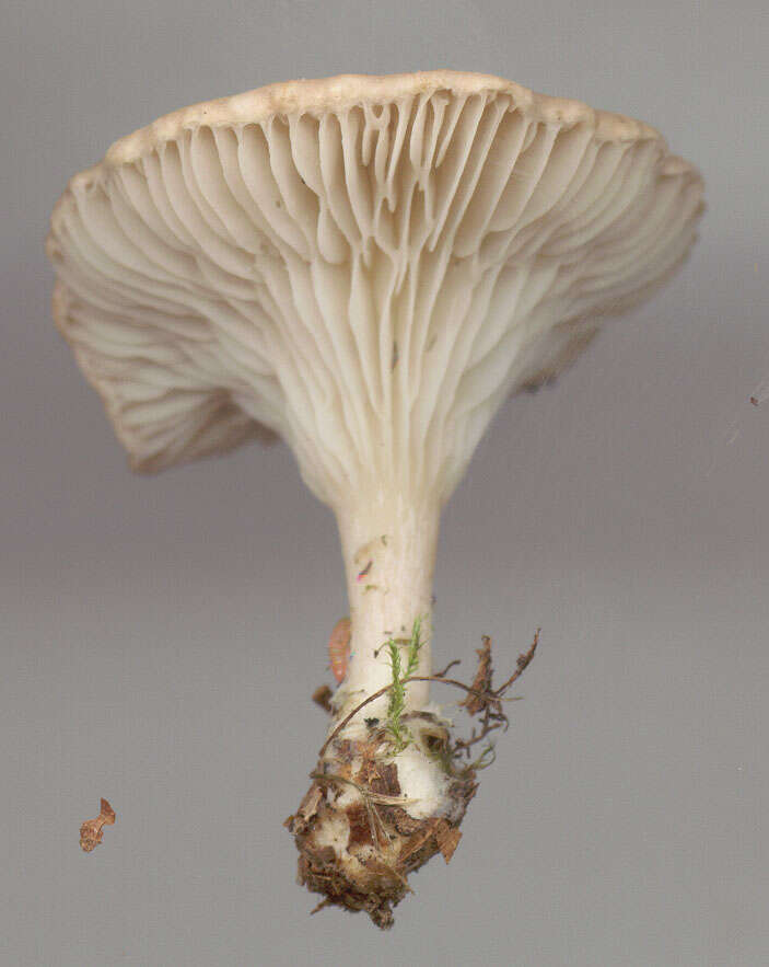 Image of Clitocybe costata Kühner & Romagn. 1954