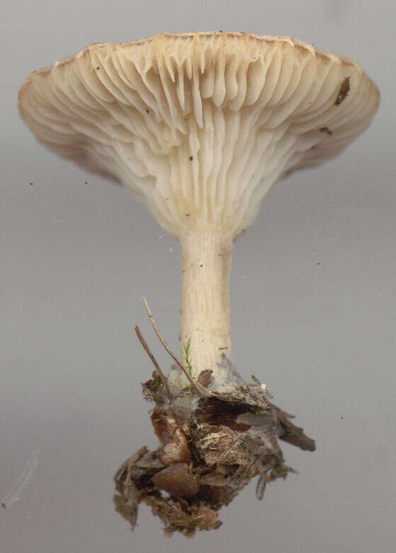 Image of Clitocybe costata Kühner & Romagn. 1954