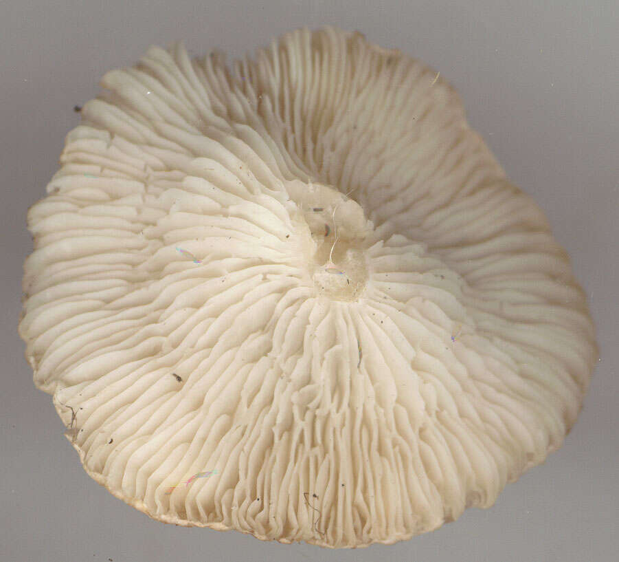 Image of Clitocybe costata Kühner & Romagn. 1954