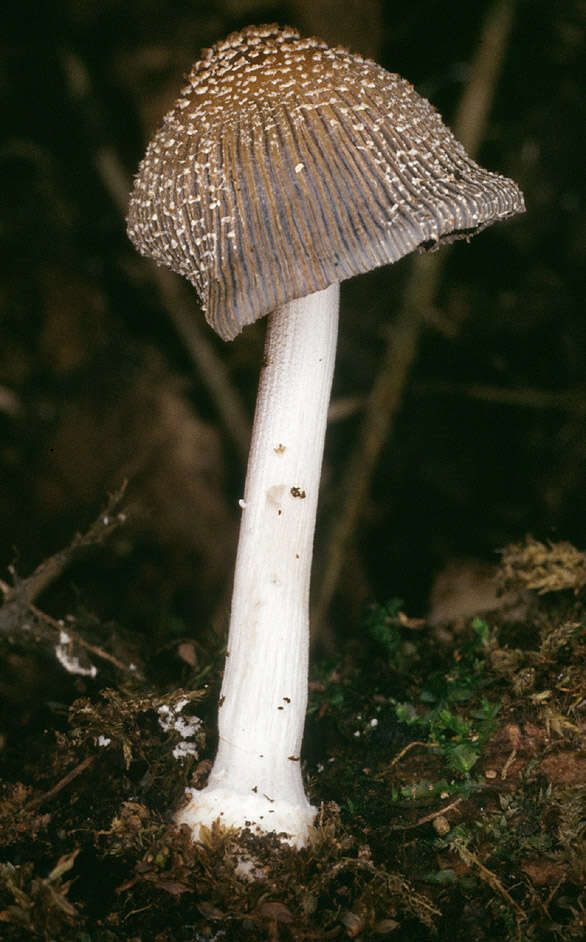 Image of Orange-mat coprinus