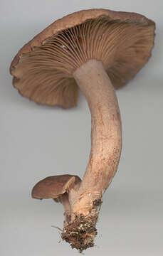 Image of Lactarius subumbonatus Lindgr. 1845