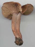 Image of Lactarius subumbonatus Lindgr. 1845