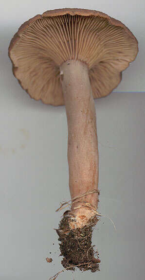 Image of Lactarius subumbonatus Lindgr. 1845