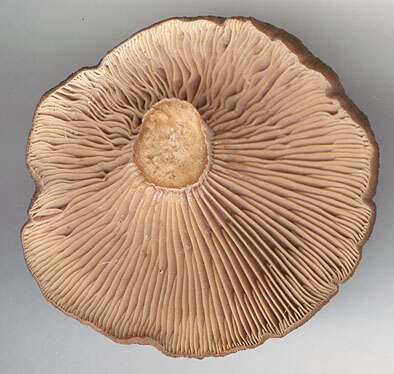 Image of Lactarius subumbonatus Lindgr. 1845