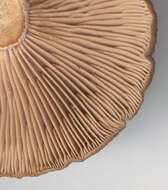 Image of Lactarius subumbonatus Lindgr. 1845