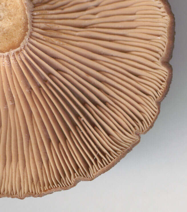 Image of Lactarius subumbonatus Lindgr. 1845