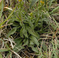 Image of goldenrod